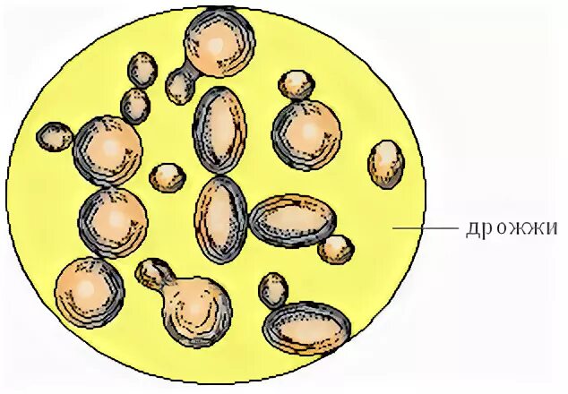 Оборудование для изучения клеток дрожжевых грибов. Строение клетки гриба дрожжи. Клетки дрожжей под микроскопом. Рисунок клетки дрожжей под микроскопом. Строение дрожжей рисунок.