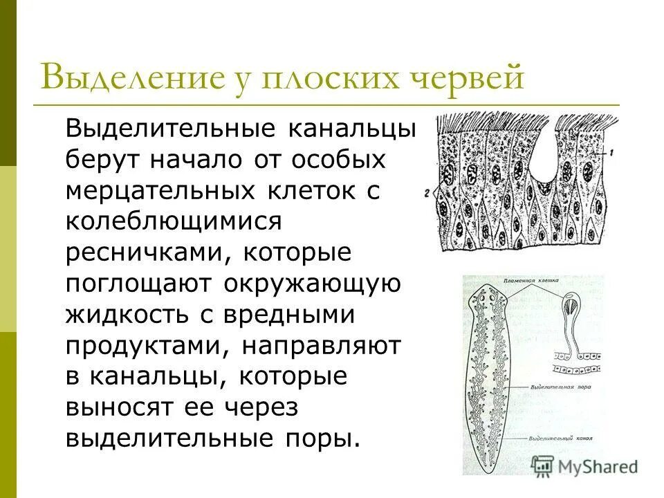 Белая планария строение выделительной системы. Выделительная система плоских червей органы системы. Выделительная система плоских червей схема. Строение выделительной системы планарии. Белая планария строение выделительной системы.