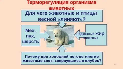 Терморегуляция животных