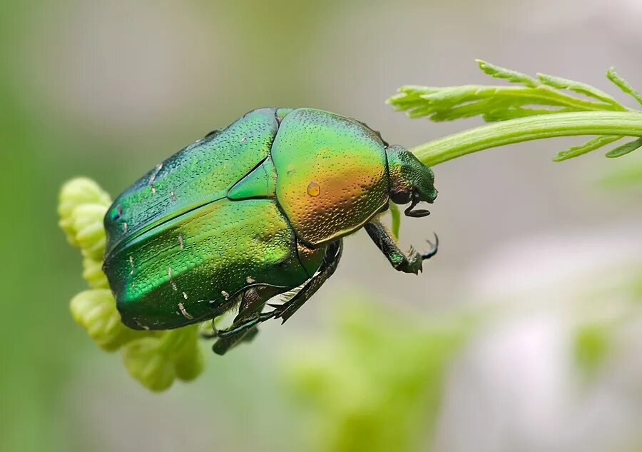 Жук наземник. Золотистая бронзовка. Зеленый жук бронзовка. Бронзовик жук синий. Зеленый жук бронзовка.
