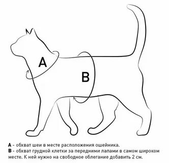 Как узнать размер кошки