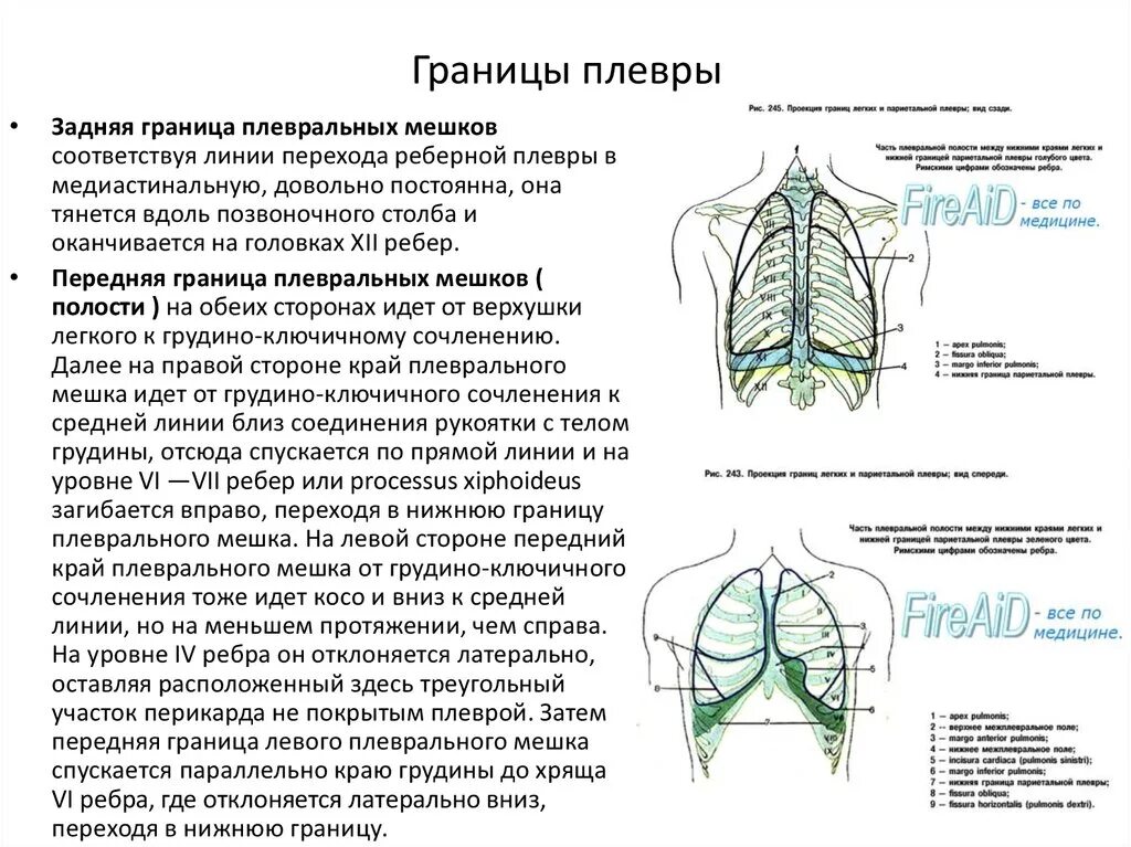 Границы легких и париетальной плевры. Границы легкого и плевры по линиям таблица. Схема взаимоотношений листков плевры.