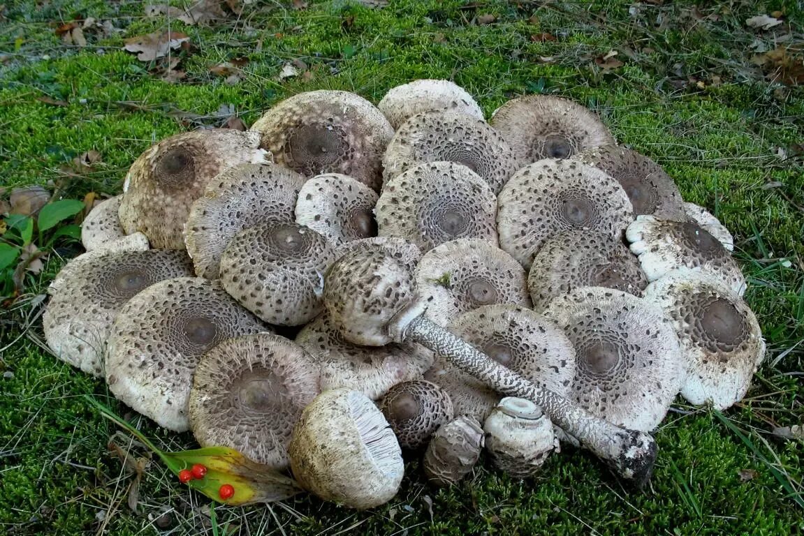 Курники грибы описание