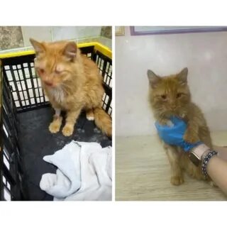 Ребенок избил кошку