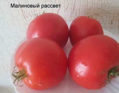 Томат рассвет