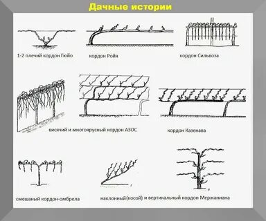 Виноград пошаговая инструкция
