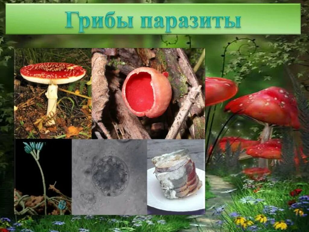 Активный образ жизни относится к грибам. К паразитическим грибам относятся. К паразитическим грибам относят. Грибы паразиты. К грибам паразитам относятся.