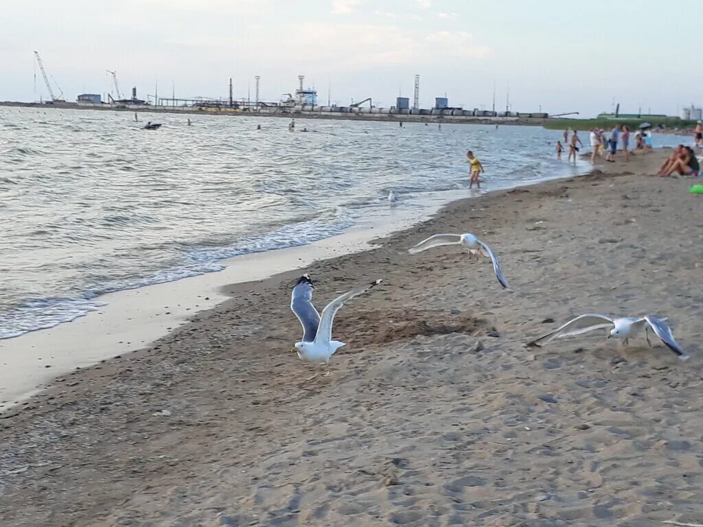 Температура воды в ейске сейчас. Пляж Каменка Ейск. Ейск 2022. Пляж Каменка Ейск 2022. Море Ейск Каменка.