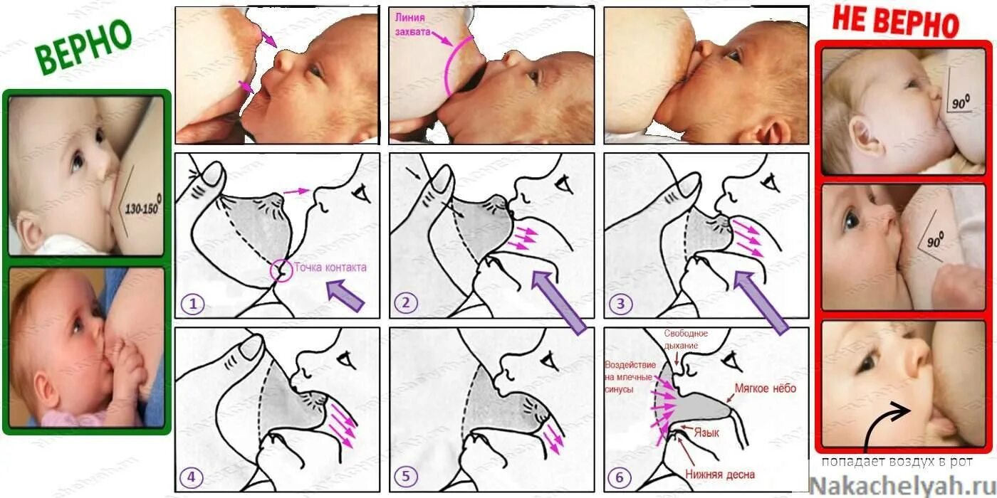 Правильный захват при грудном вскармливании новорожденного. Как научить младенца правильно брать грудь. Как правильно захватывать грудь при кормлении. Правильный захват при кормлении грудничка. Выплевывает сосок