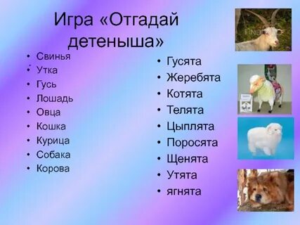Какое имя дать животному