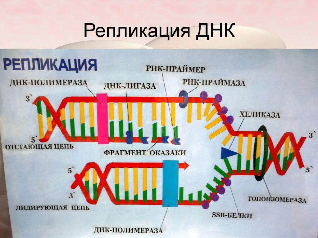 Образование дочерних днк. Репликация ДНК биохимия этапы. Схема репликации ДНК. Схема процесса репликации ДНК. Процесс ДНК репликация ДНК.