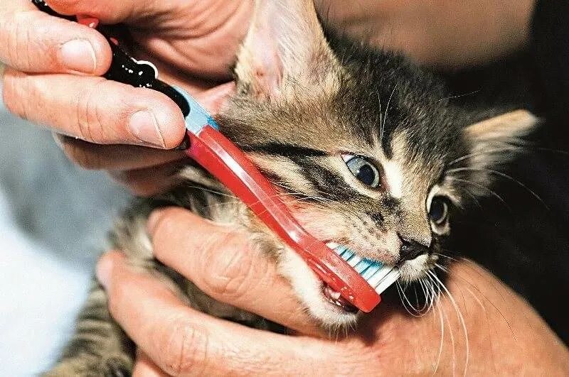 Котам надо чистить зубы. Котам надо чистить зубы