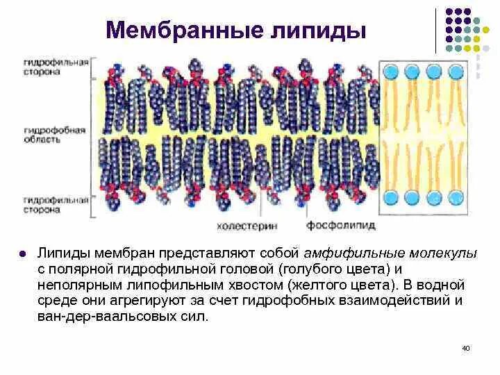Строение фосфолипидов клеточной мембраны. Строение липидов мембран. Фосфолипиды биологических мембран. Липидный бислой кожи.