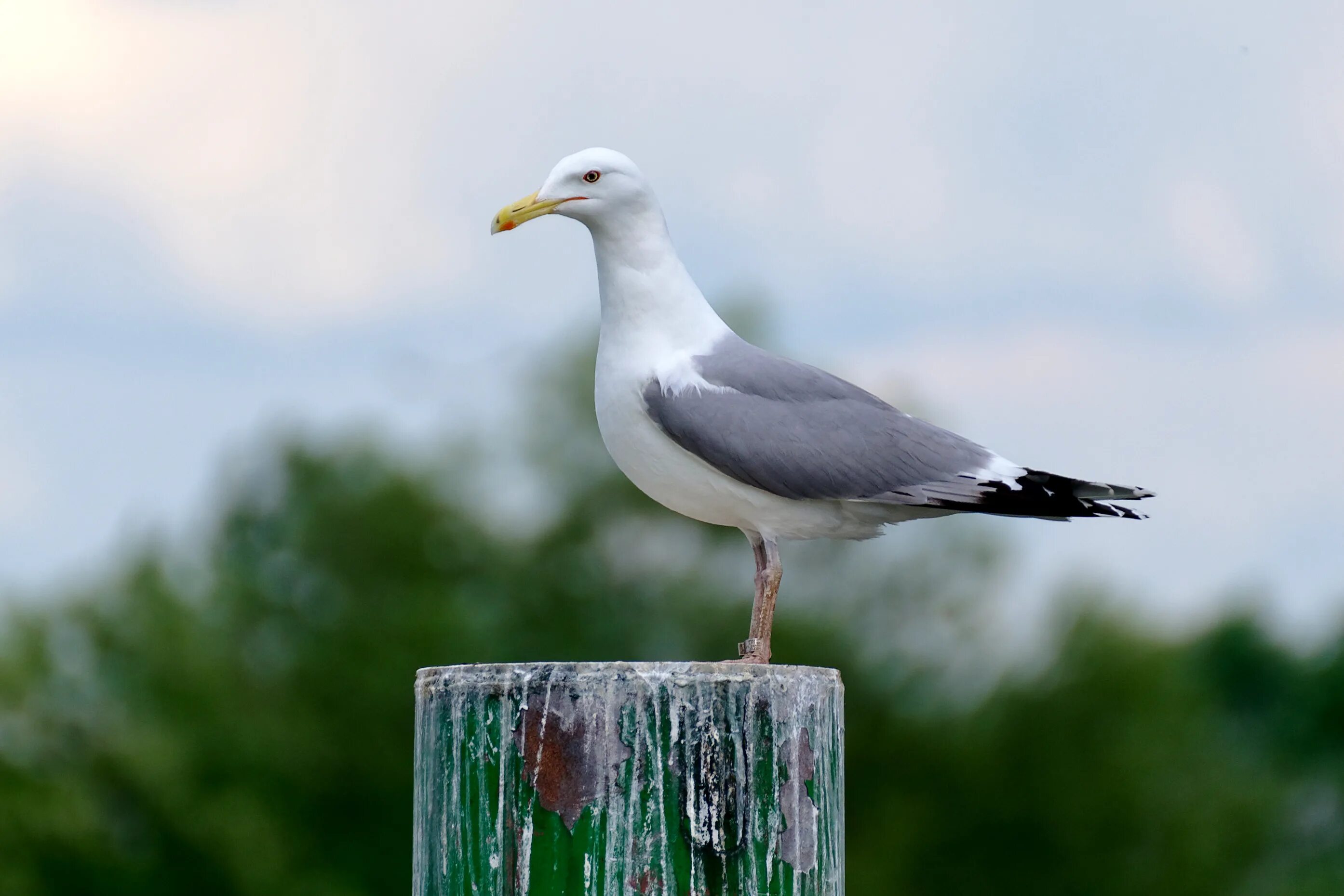 Сколько весила чайка. Большая морская Чайка (Larus Marinus). Калифорнийская Чайка. Серебристая Чайка Чайки. Морская серебристая Чайка.