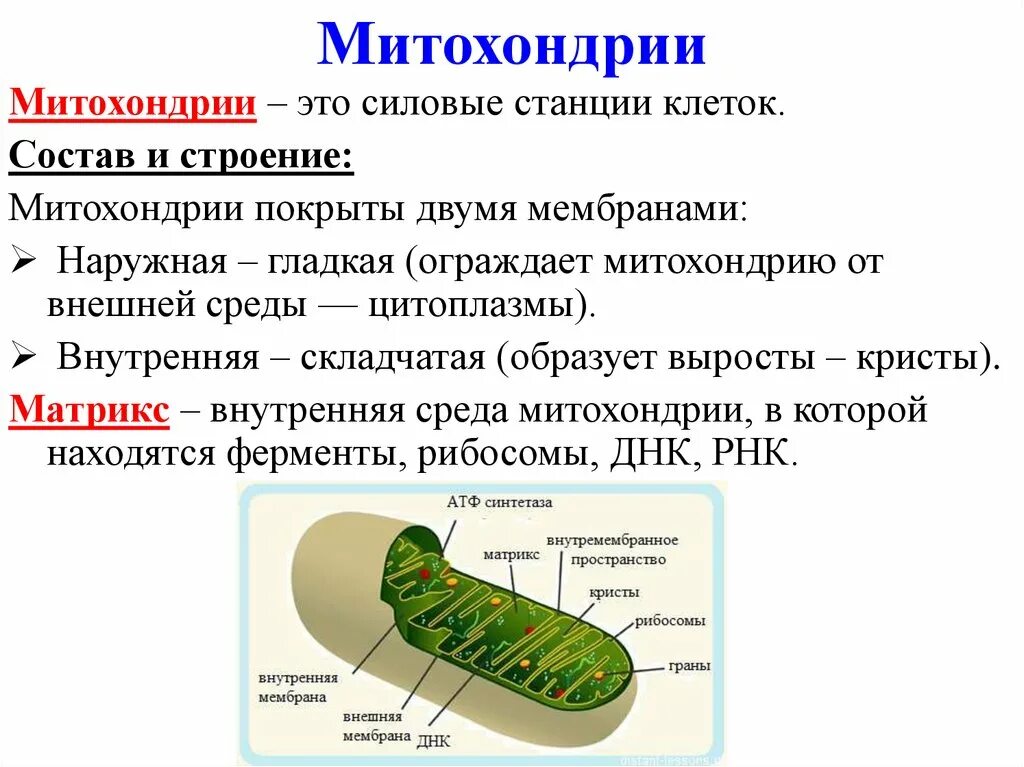 Митохондрии строение и функции. Митохондрия функция органоида. Строение митохондрии кратко биология. Описание строения митохондрии