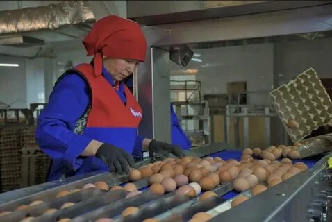 Видео птицефабрика