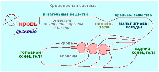 Кровообращение у насекомых. Строение кровеносной системы насекомых. Кровеносная система насекомых схема. Функции кровеносной системы у насекомых. Особенности строения кровеносной системы насекомых.