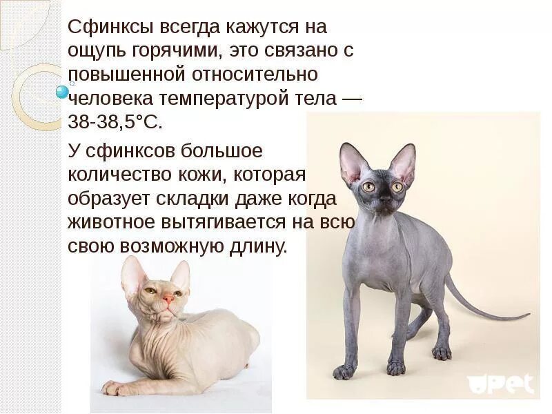 История сфинкса кошки. Сфинкс канадский донской и петерболд. порода донского сфинкса. донской сфинкс стандарт породы. сфинкс донской сиамский.