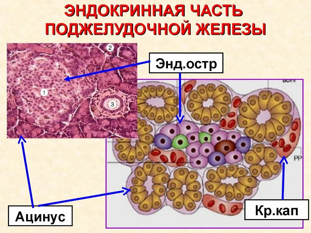 Гистология эндокринных желез. Эндокринная часть поджелудочной железы гистология. части поджелудочной железы гистология. экзокринная часть поджелудочной железы гистология. строение поджелудочной железы гистология.