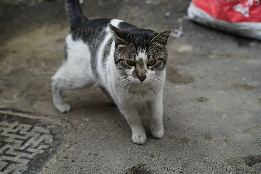 Черно белые уличные коты. Уличная мокрая кошка. Дворовый кот повадки. Белая уличная кошка. Кошка беспородная голодная