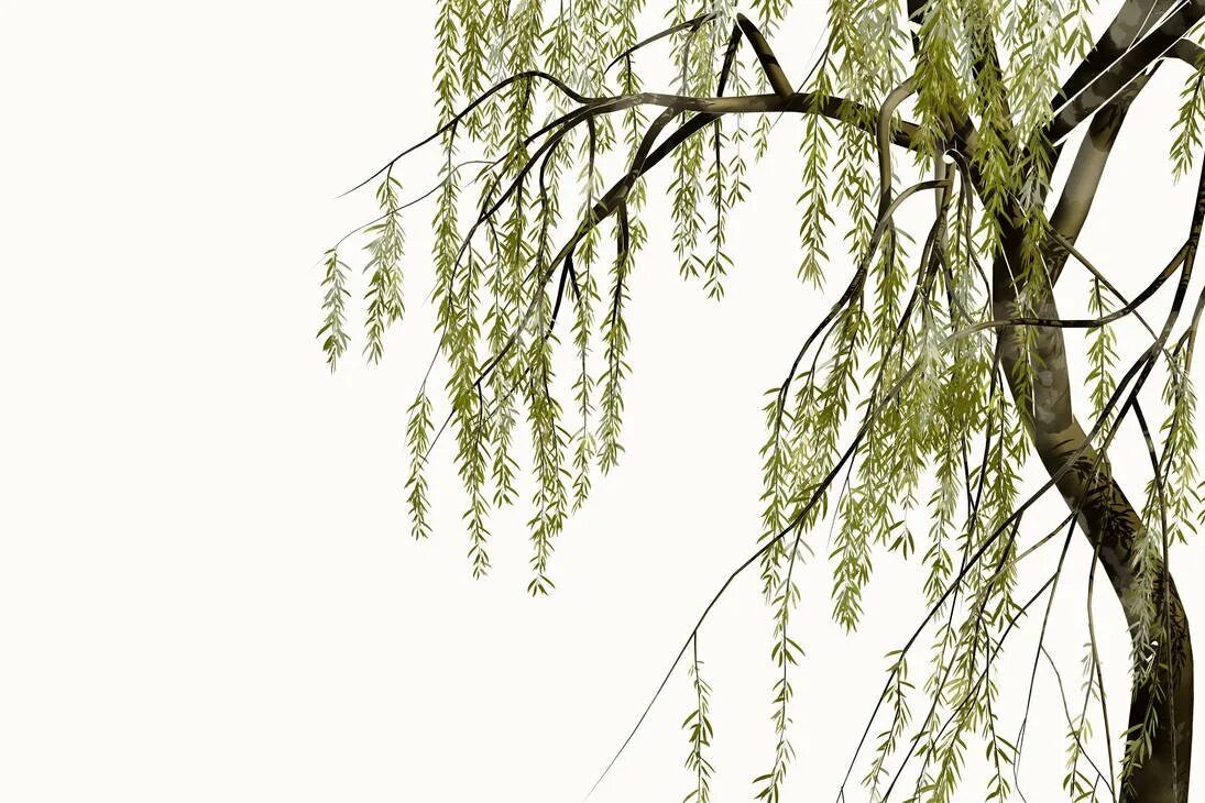 ветка плюща. свисающие ветви. папоротник лесной ампельный. трава свисающая сверху. искусственная зелень плакучая ива.