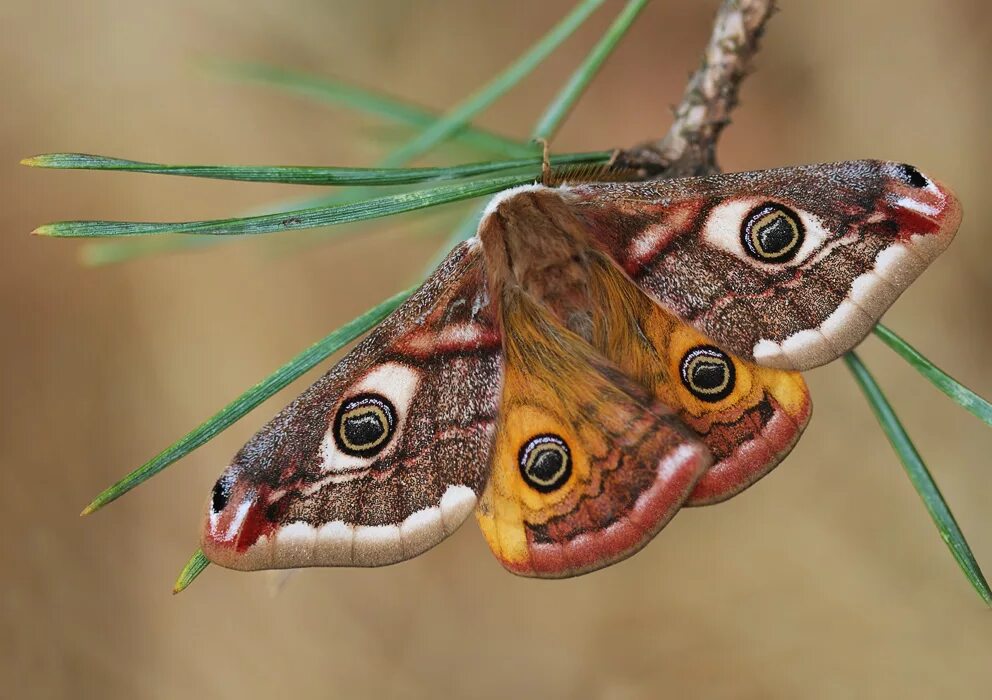 Бабочка Saturnia Pavonia. Бабочка Сатурния Павлиноглазка. Павлиний глаз малый ночной. Saturnia Pavonia гусеница.