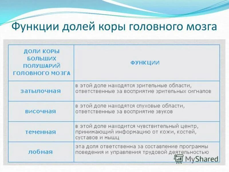 Таблица отделы головного мозга строение и функции. Доли коры головного мозга функции. функции долей головного мозга таблица. функции долей коры головного мозга таблица. функции долей больших полушарий головного мозга таблица.