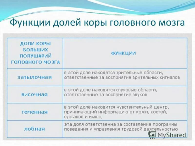 Отделы мозга и их функции 8 класс. Функции долей коры головного мозга таблица. Функции долей коры головного мозга. Доли больших полушарий головного мозга таблица.