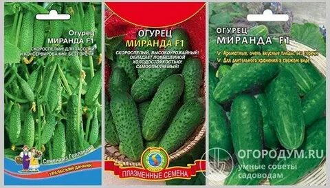 Сорт огурца миранда