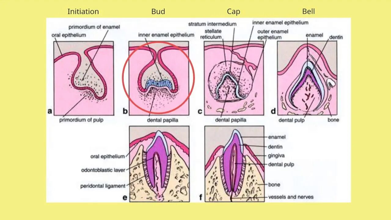 Основные стадии в развитии зуба. Периоды развития зубов гистология. Этапы формирования зуба. Ранняя стадия развития зуба. Развитие зубов у человека