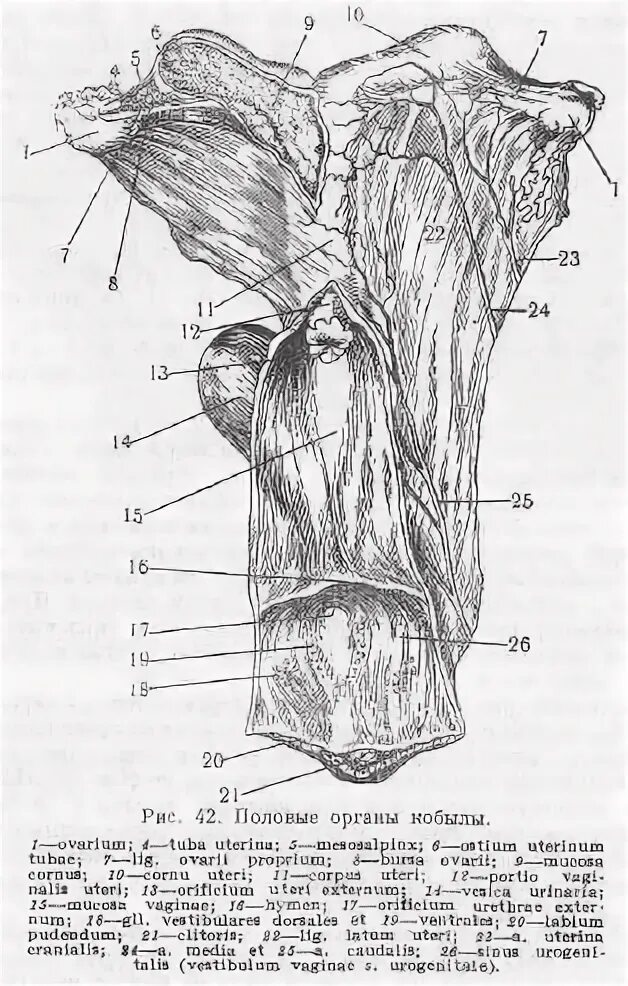 матка кобылы