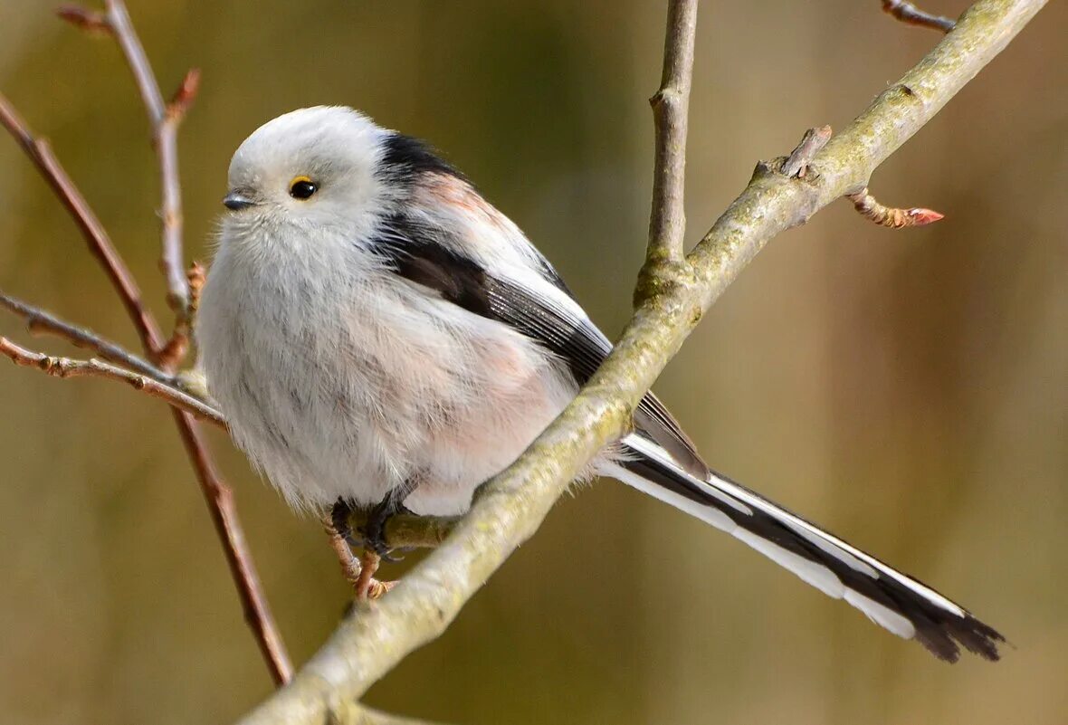 Длиннохвостая синица ополовник. Белая синица длиннохвостая. Белая синица длиннохвостая. Длинный хвост белая голова птица. Серая синица длиннохвостая.