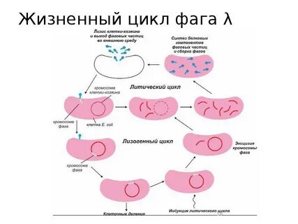 Что такое лизис