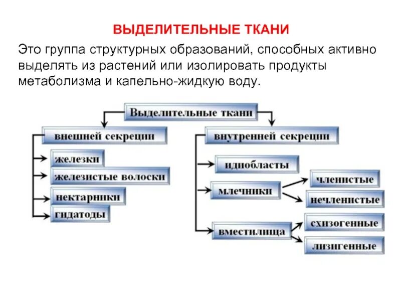 Выделительные ткани особенности строения примеры значение Выделительная ткань растений рисунок