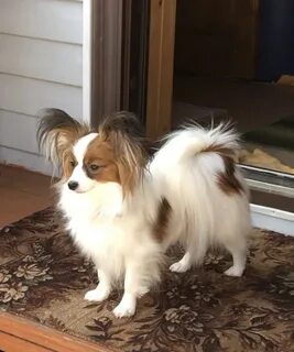 Papillon владикавказ