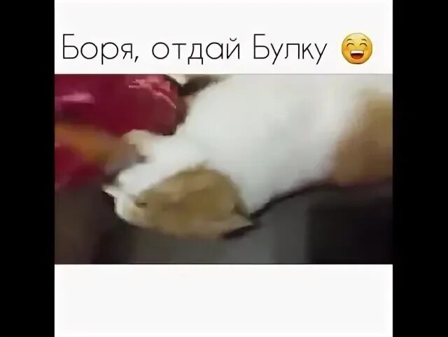 Боря отдам. &quot;булку отдай&quot;. боря отдай булку видео.