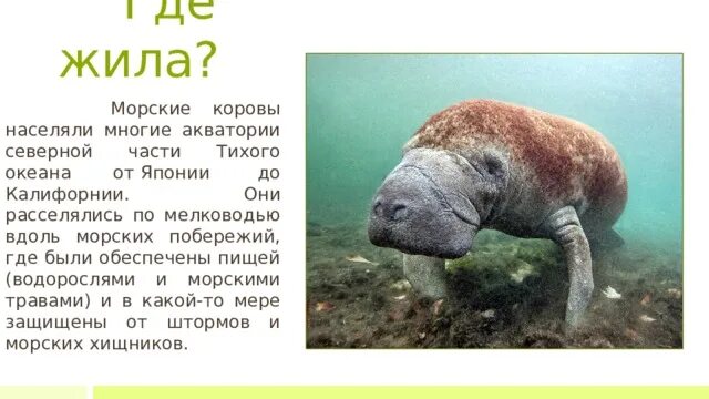 Стеллерова морская. Ламантин морская корова. Где обитает морская корова. Дюгонь морская корова. Где обитает морская корова.