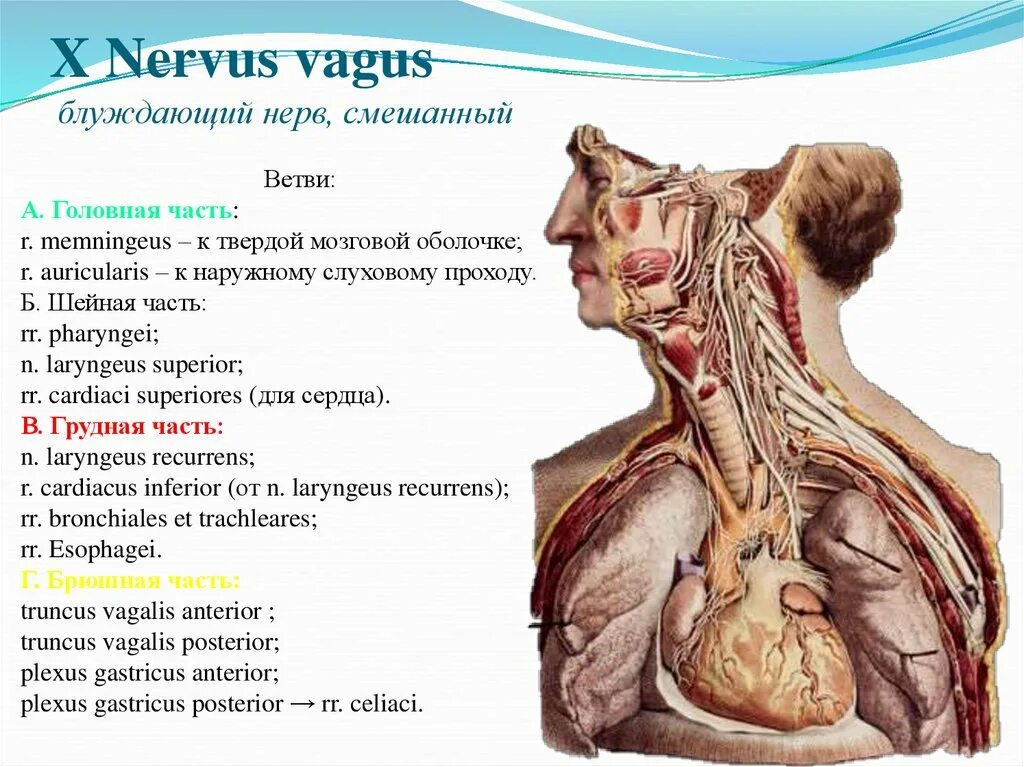 Головной отдел блуждающего нерва. Ветви головного отдела блуждающего нерва. Чревные ветви блуждающего нерва. Ветви грудной части блуждающего нерва. Блуждающий нерв.
