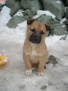Dogs читы
