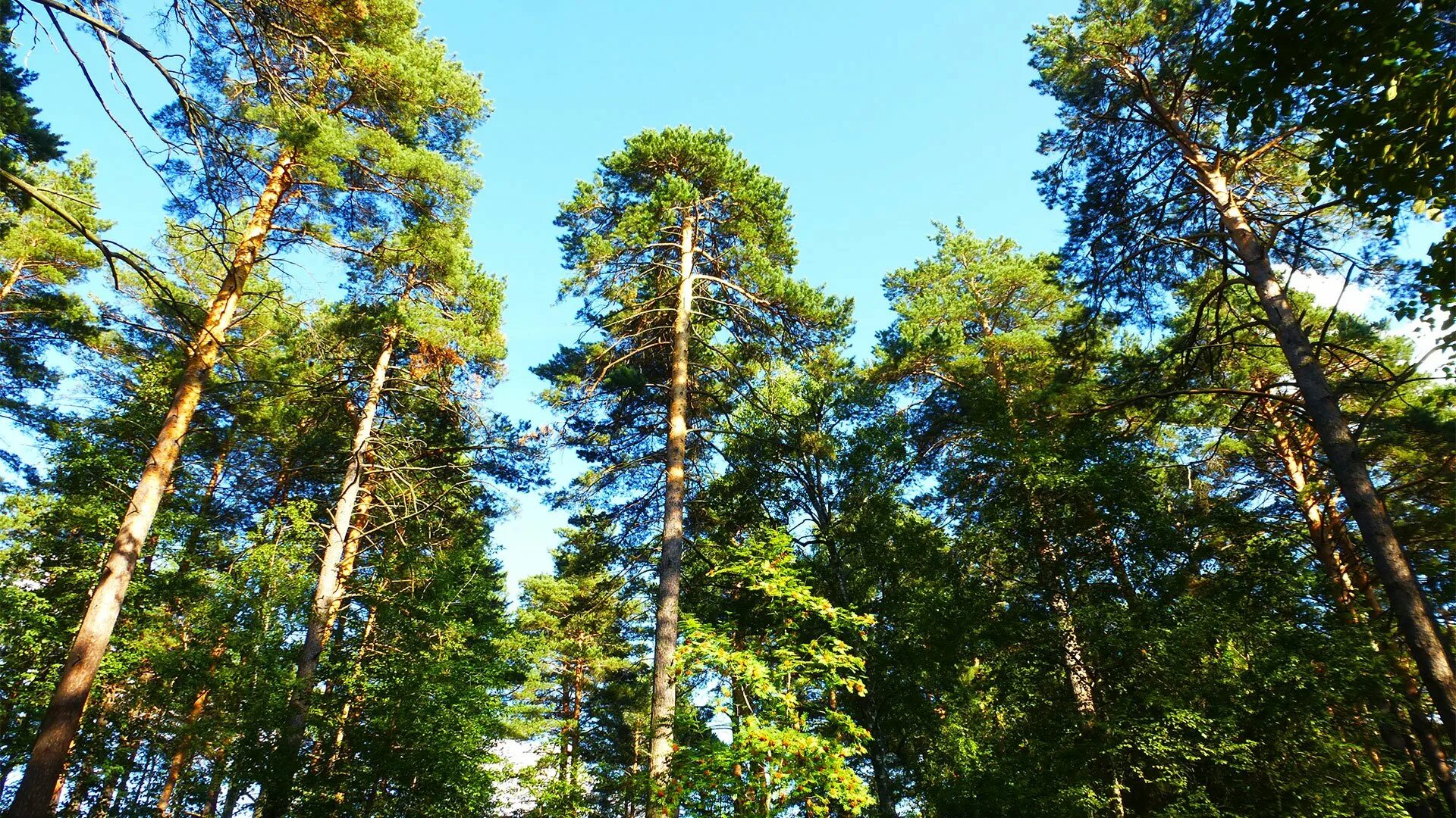 Сосновый Бор Томск. Лес Сосновый Бор Томск. Сосновый Бор Нижегородская область. Сосновый Бор на Урале. Сосновый бор 1а