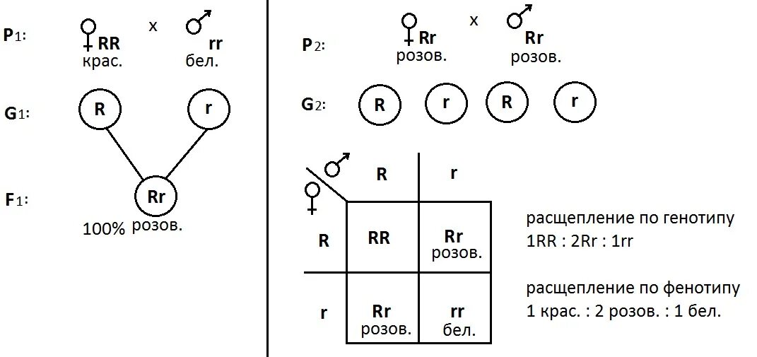 Неполное доминирование расщепление. Неполное доминирование расщепление. Расщепление при неполном доминировании. Неполное доминирование генотип и фенотип. Неполное доминирование взаимодействие аллельных генов при котором.