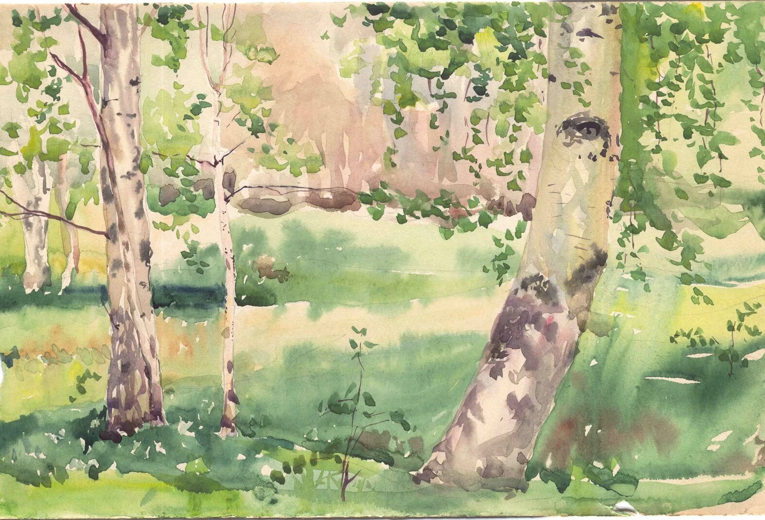 Береза гуашью. Береза рисунок. береза акварелью. нарисовать березу.