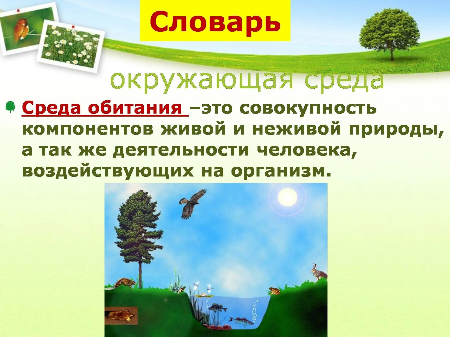 Неживая среда обитания человека. Окружающая среда обитания это. Компоненты неживой природы. Среда обитания Живая Живая и неживая.