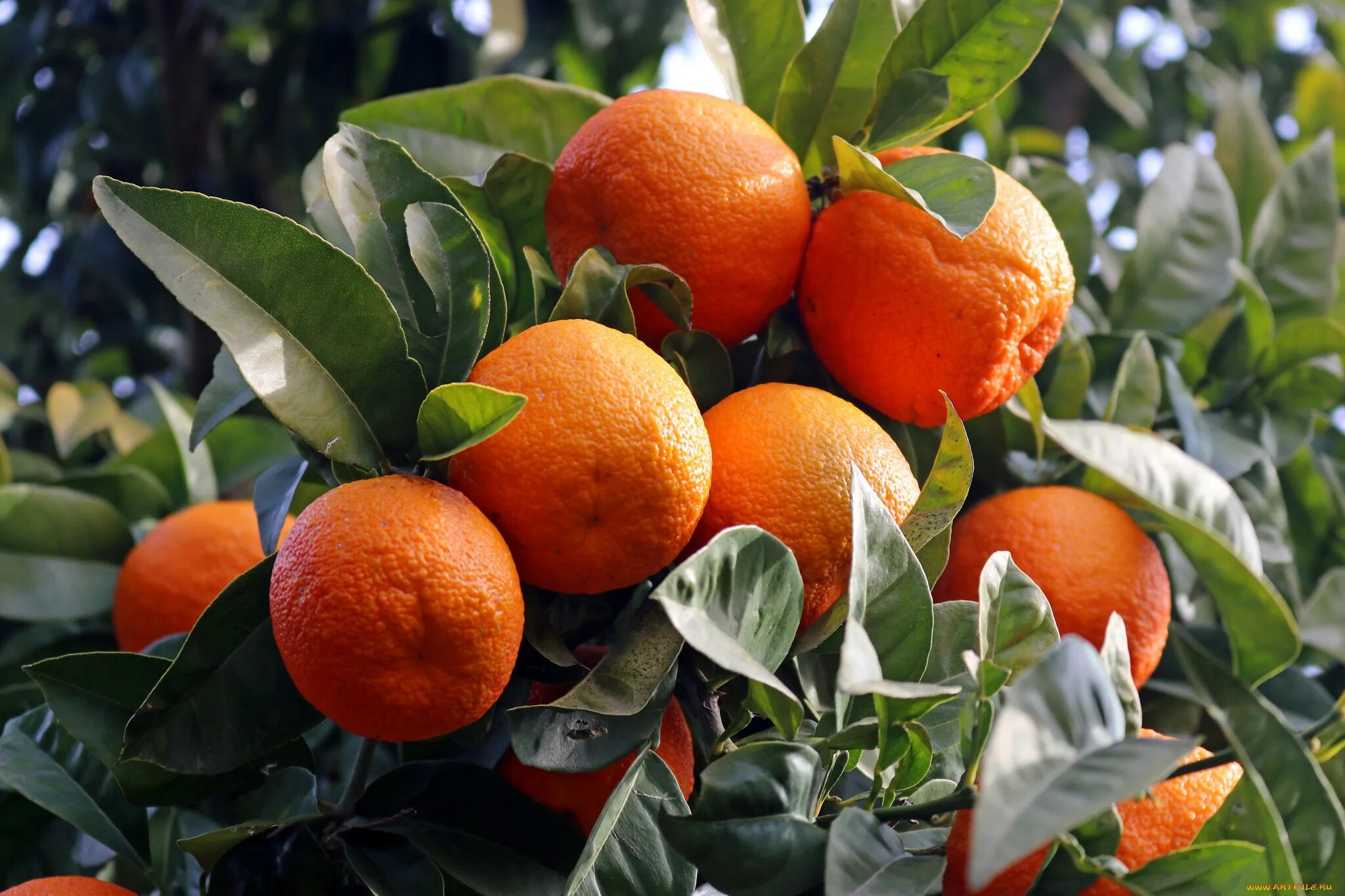 цитрофортунелла бонсай. мандарин тиахара уншиу. мандариновое дерево 2 метра. карликовый мандарин. уншиу (citrus unshiu).