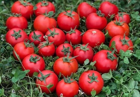 томат любаша семена. томат любаша f1. томат любаша f1. партнер томат лимеренс f1. сорт помидор любаша.