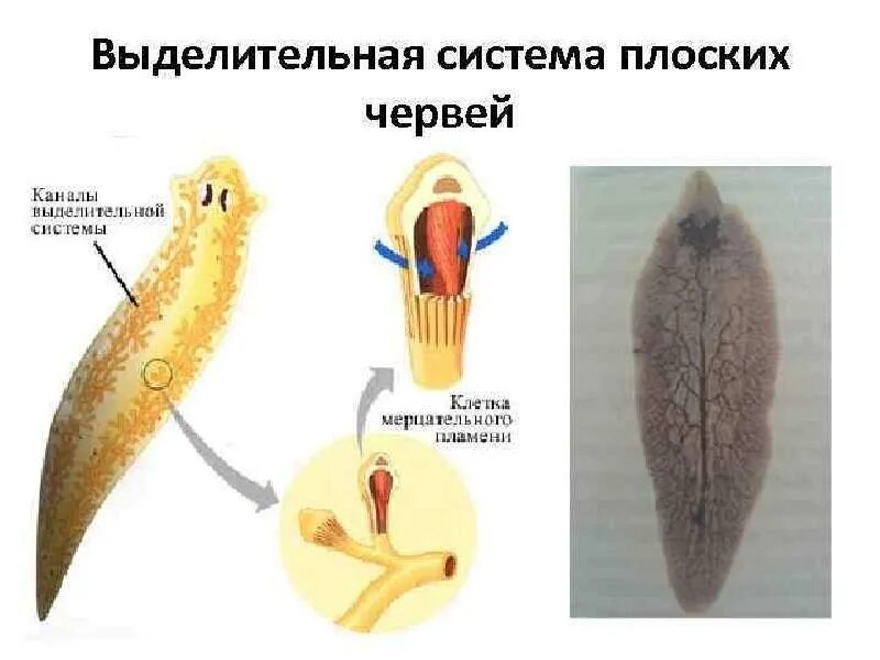 Плоские черви выделительная система. Выделительная система органов плоских червей. Тип плоские черви органы выделения. Тип выделительной системы у плоских червей.