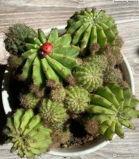 Cactus отзывы