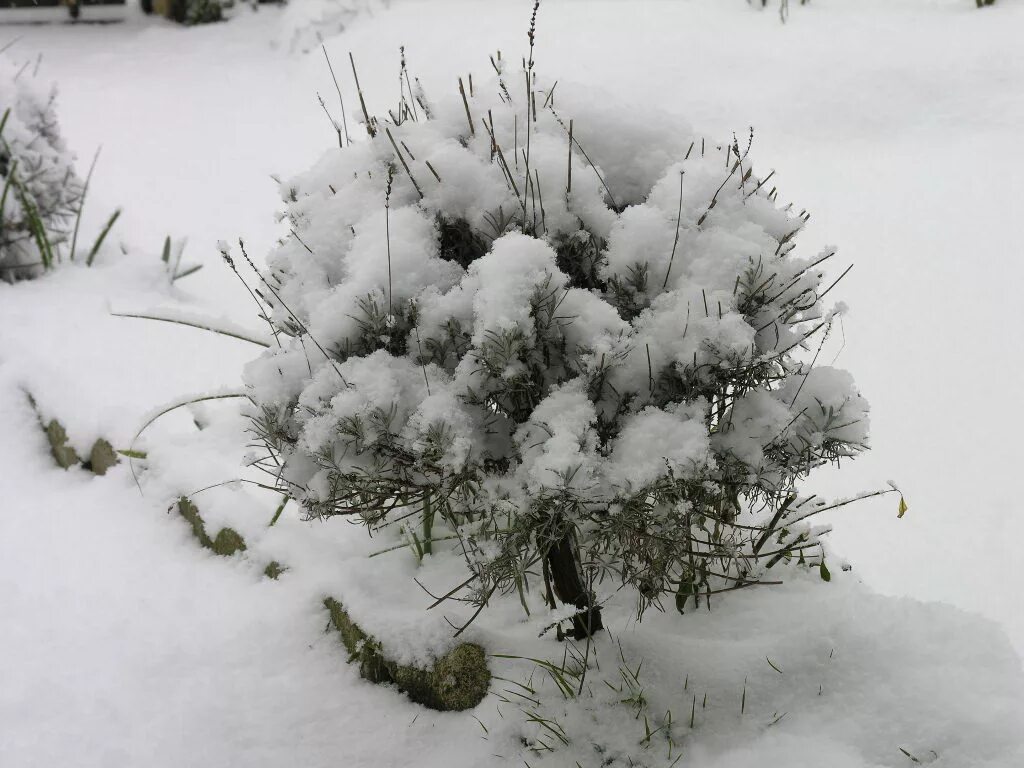 куст снег. заснеженные кусты. кусты под снегом. кустарники в снегу. куст снег.