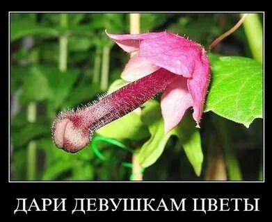 Не забудь какой любимый цветок