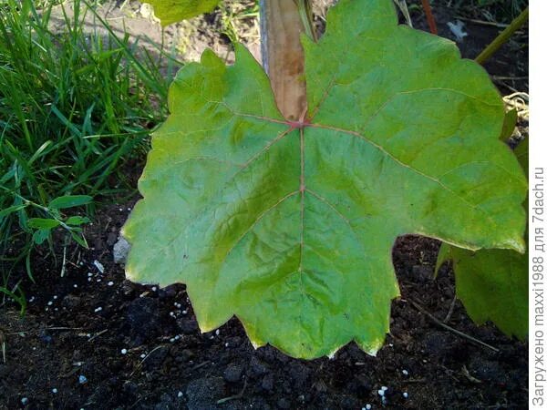 Курчавость винограда. Растение похожее на виноград листьями. Мелкие коричневые пятна на листе винограда. На листьях винограда появились коричневые пятна чем обработать.